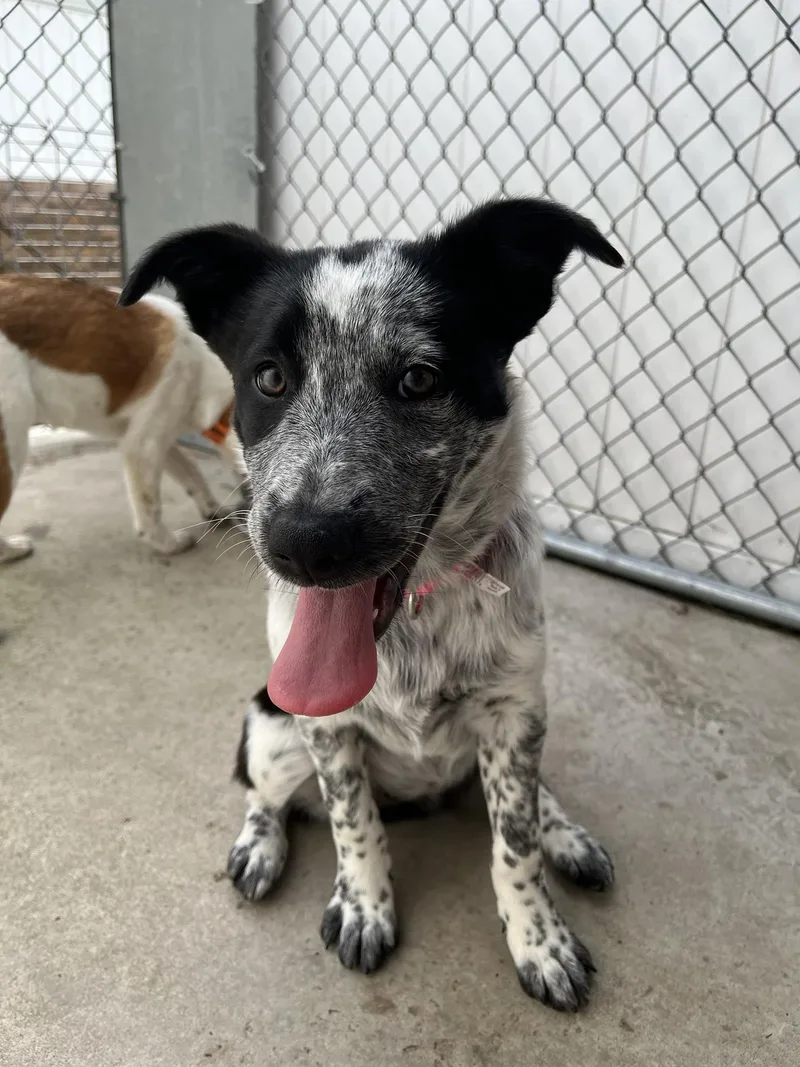 A young medium-sized female Australian Cattle Dog / Blue Heeler dog named Maura for adoption in Altoona, PA