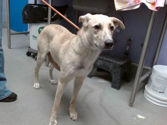 A young medium-sized female German Shepherd Dog dog named Honey for adoption in Albuquerque, NM