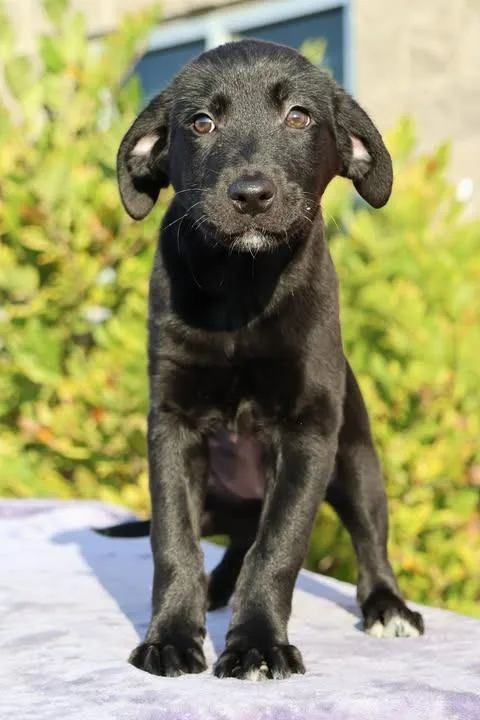 A baby small-sized female Mixed Breed dog named May for adoption in Columbia, TN