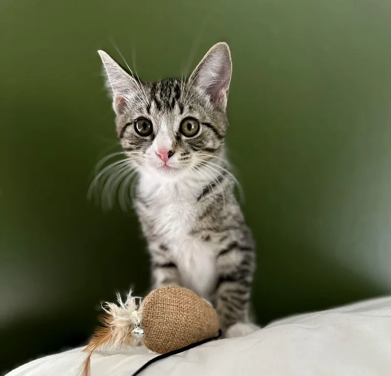A young medium-sized female Tabby (Buff / Tan / Fawn) Domestic Short Hair cat named Tulip for adoption in Belchertown, MA