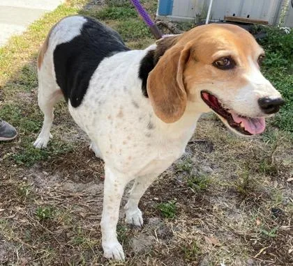 An adult medium-sized male Beagle dog named Miller for adoption in Inverness, FL