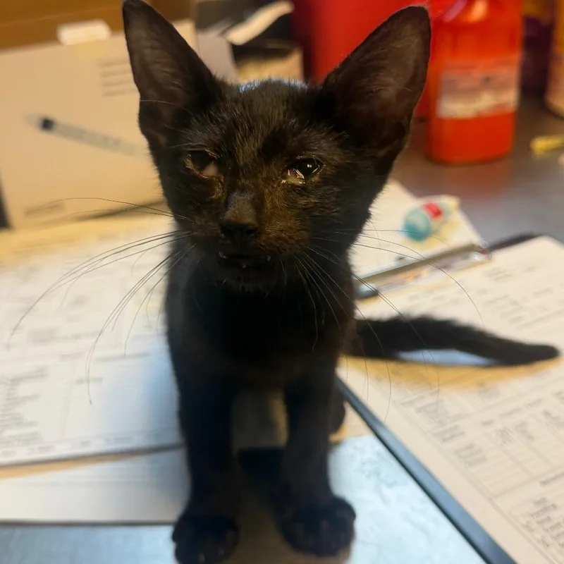 TUSCStray