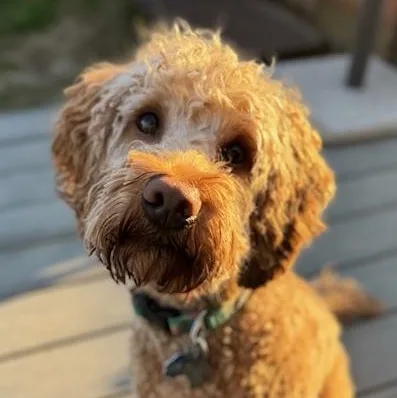 A young medium-sized male Golden Goldendoodle dog named Max for adoption in Albany, NY