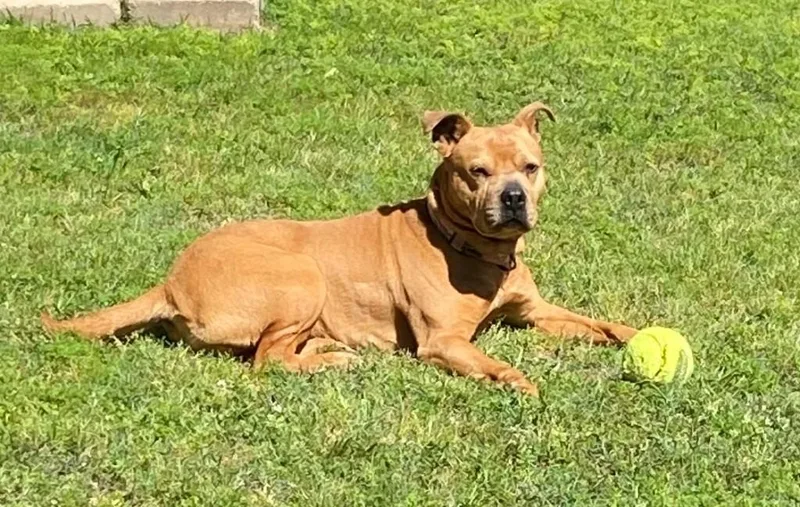 An adult medium-sized female Red / Chestnut / Orange Pit Bull Terrier dog named Ruby for adoption in Carrollton, TX