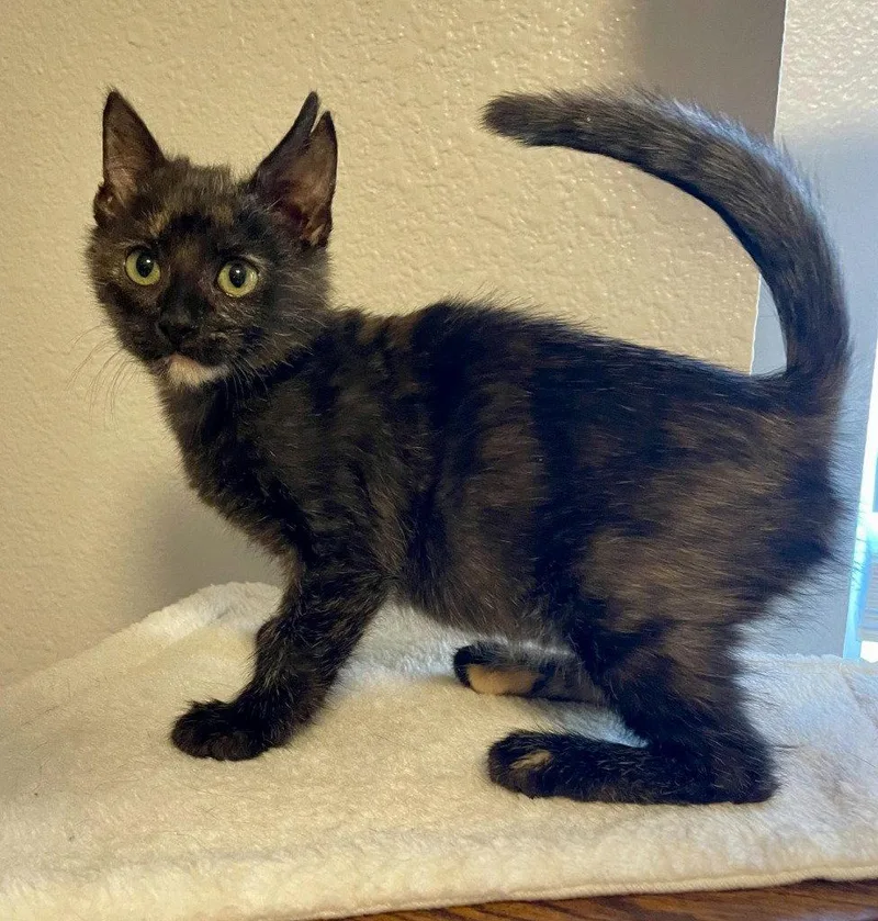 A baby medium-sized female Domestic Short Hair cat named Annabelle for adoption in St. Helens, OR