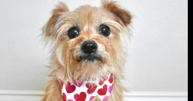 A senior small-sized female Red / Chestnut / Orange Yorkshire Terrier dog named Paisley for adoption in Frisco, TX