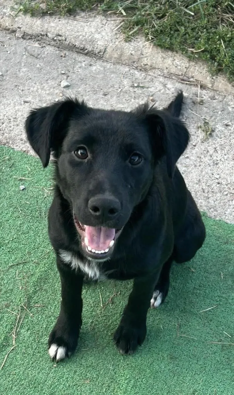 A baby medium-sized female Labrador Retriever dog named Amelia for adoption in Grove, OK