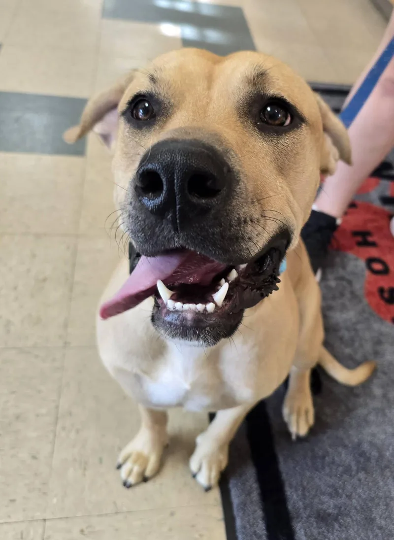 A baby medium-sized male Yellow / Tan / Blond / Fawn Boxer dog named Hendrix for adoption in St. Clairsville, OH