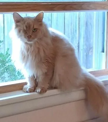 An adult medium-sized female Buff / Tan / Fawn Domestic Long Hair cat named Wink for adoption in Milwaukee, WI
