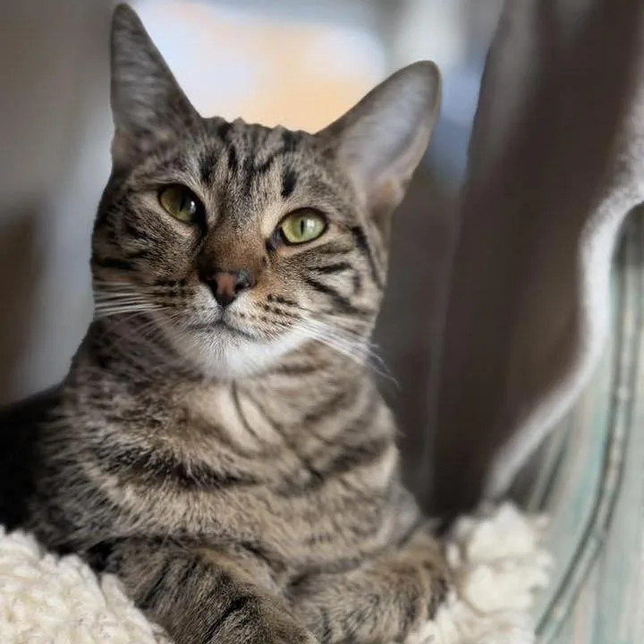 A young small-sized female Brown / Chocolate Domestic Short Hair cat named Charlie Day for adoption in Medford, NJ