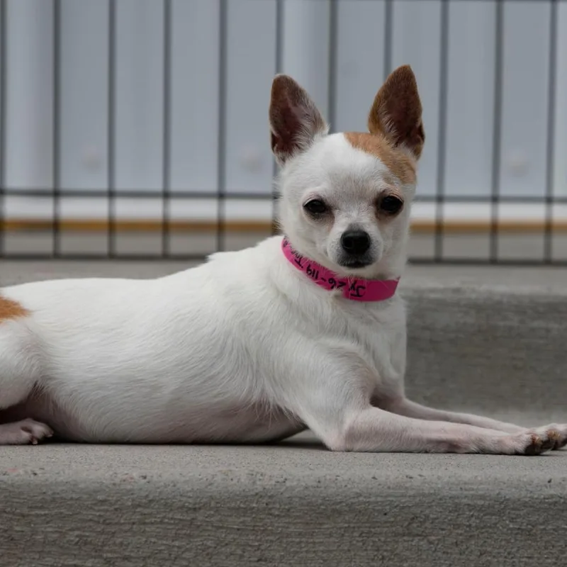 Taco Bella thumbnail 4