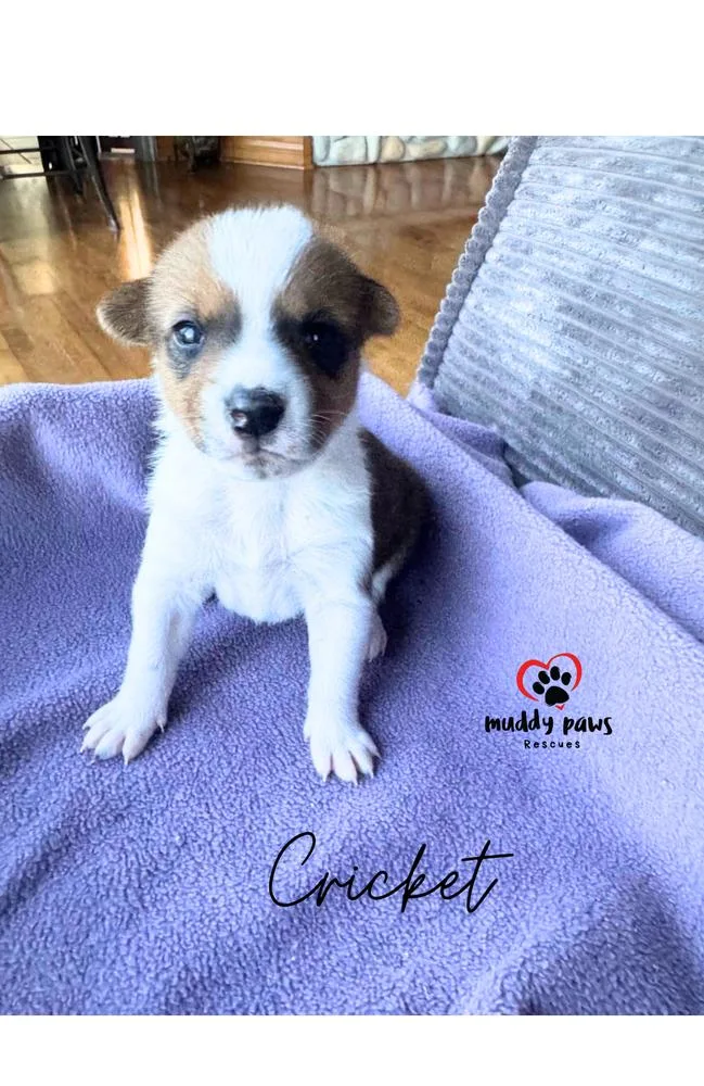 Cassie's Crew:  Cricket