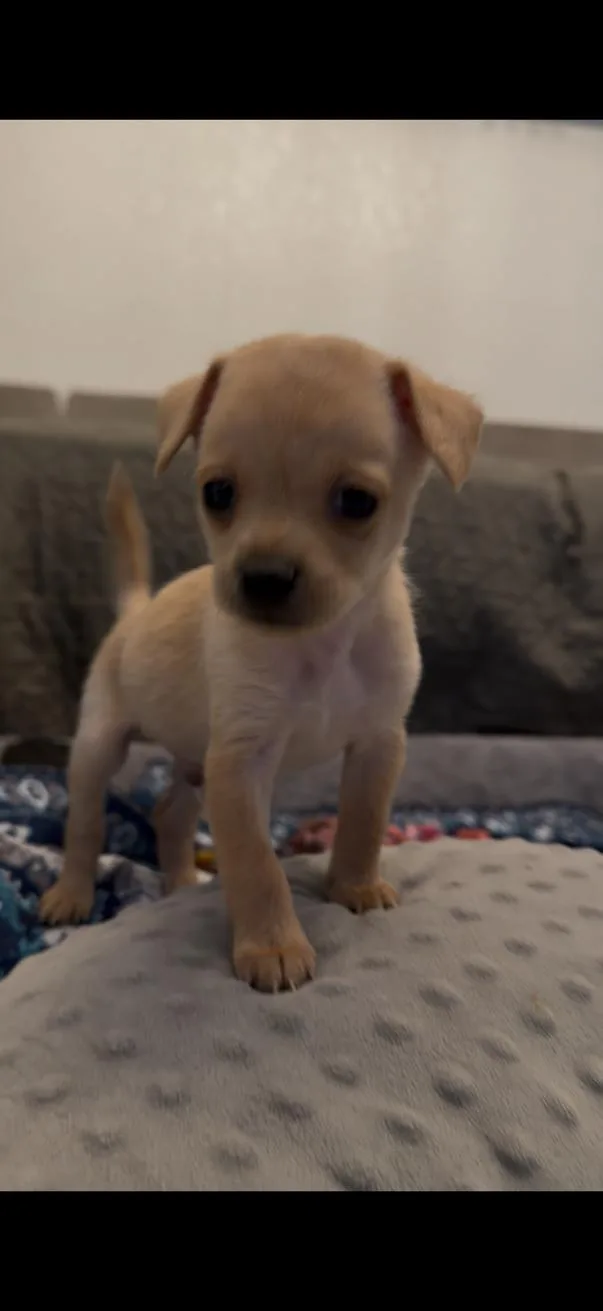A baby small-sized female Apricot / Beige Terrier dog named Jackie for adoption in Bakersfield, CA