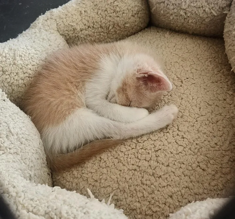 A baby small-sized female Orange & White Domestic Short Hair cat named Louisa Vuitton for adoption in Mooresville, NC