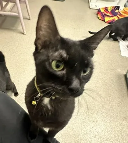 An adult medium-sized female Domestic Short Hair cat named Bambi for adoption in Palm Coast, FL