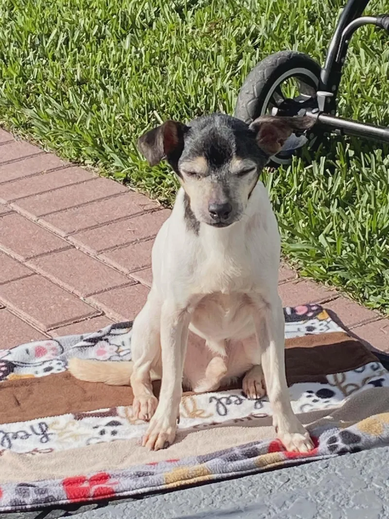 A senior small-sized male Tricolor (Brown, Black, & White) Rat Terrier dog named Branley for adoption in Winter Garden, FL