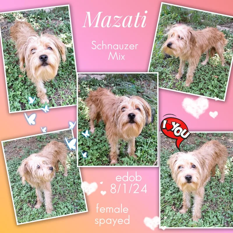 Mazati WAT thumbnail 4