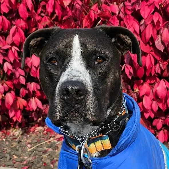 A young medium-sized male Pit Bull Terrier dog named Boltz for adoption in Ellensburg, WA