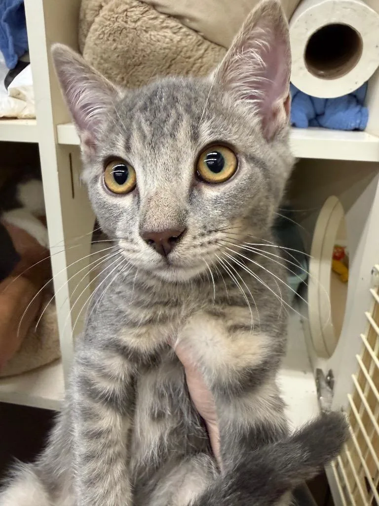 A baby small-sized female Domestic Short Hair cat named Millie for adoption in Tampa, FL
