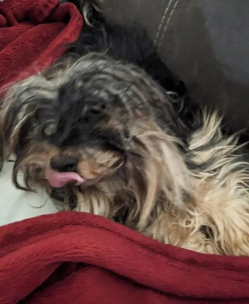 An adult small-sized female Shih Tzu dog named Arwen for adoption in Madison, WI