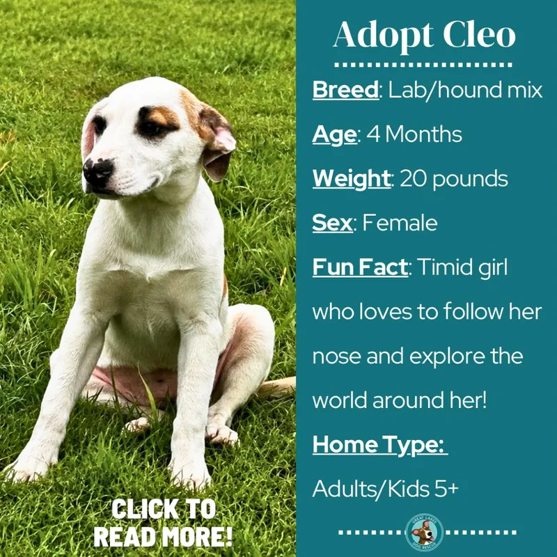 Cleo