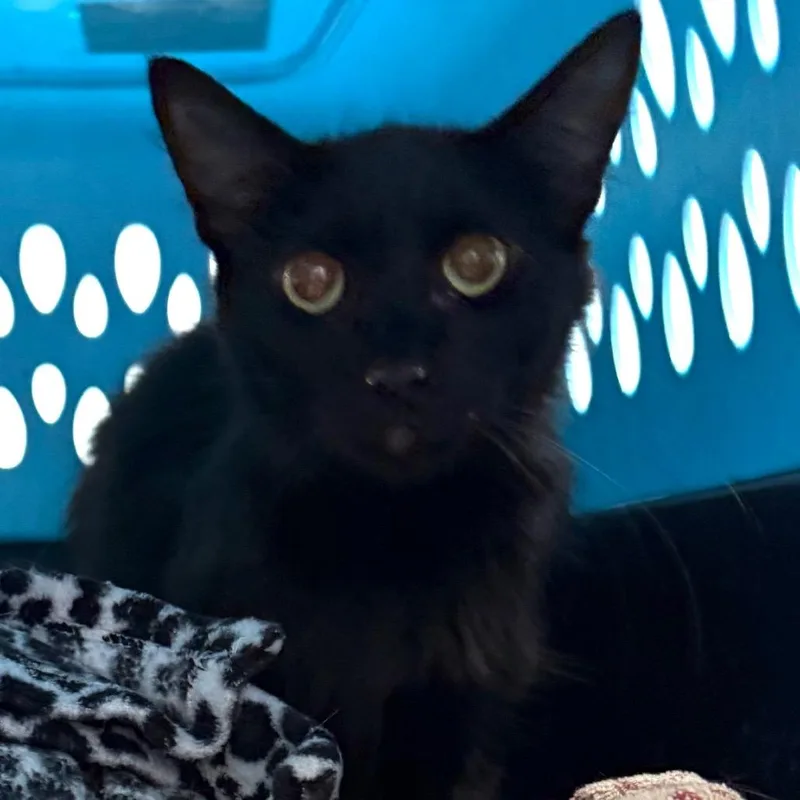 A young medium-sized female Black Domestic Long Hair cat named Sissy for adoption in Midland, TX