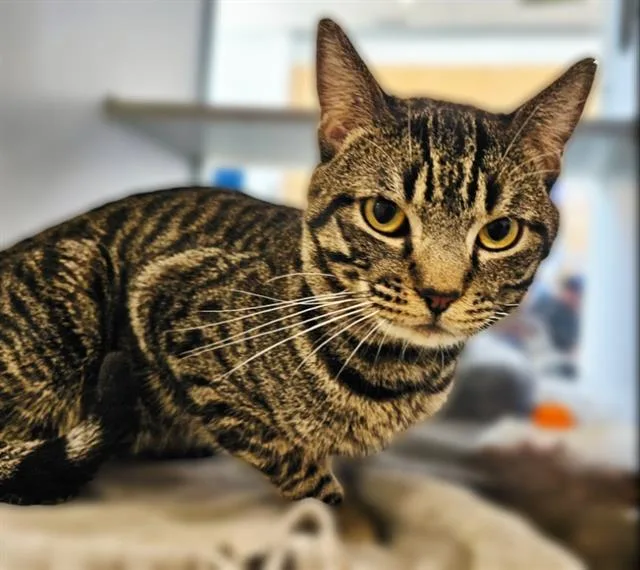 A young medium-sized male Domestic Short Hair cat named Cleopas for adoption in Albuquerque, NM