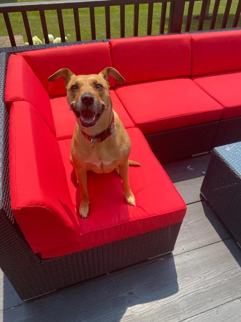 A senior medium-sized female Australian Cattle Dog / Blue Heeler dog named Zoe for adoption in Bloomington, IN