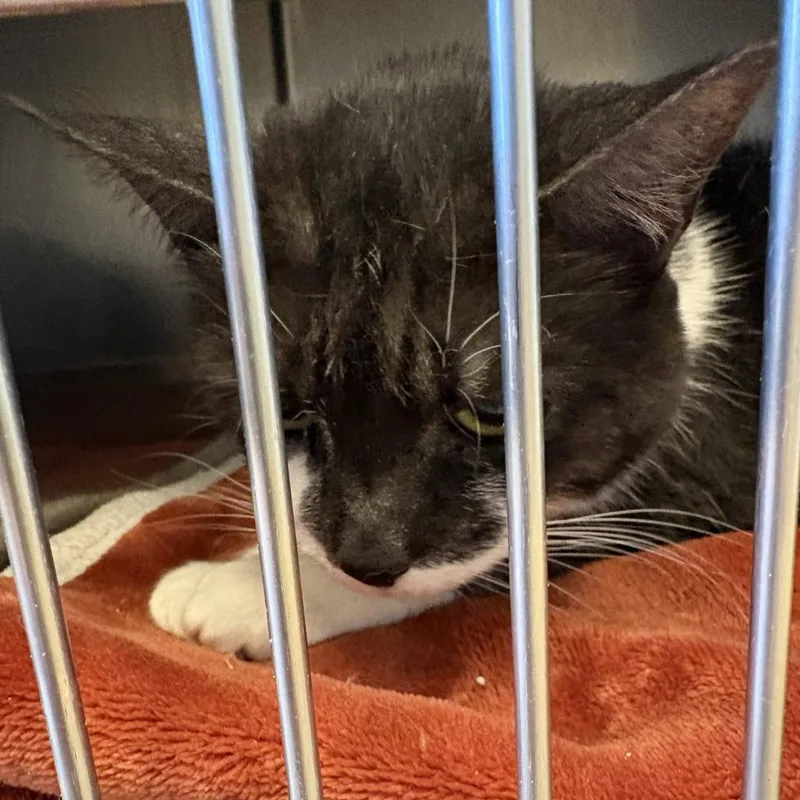 A senior large-sized female Black Domestic Short Hair cat named Charlie for adoption in Gloucester, VA