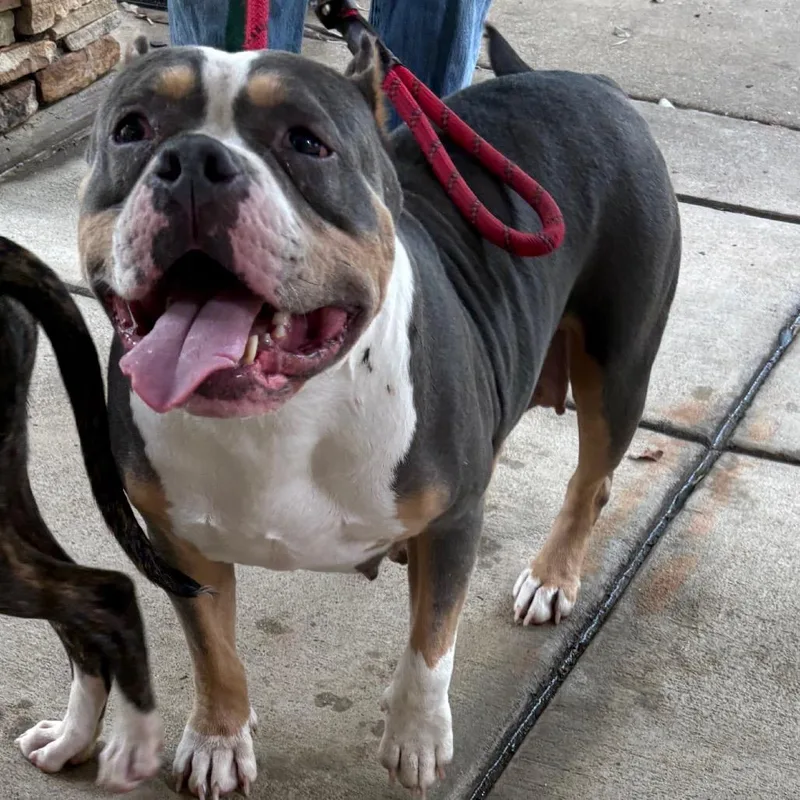 An adult large-sized female Brown / Chocolate Mixed Breed dog named StrayYatesDriveOldMaconRoad for adoption in Columbus, GA