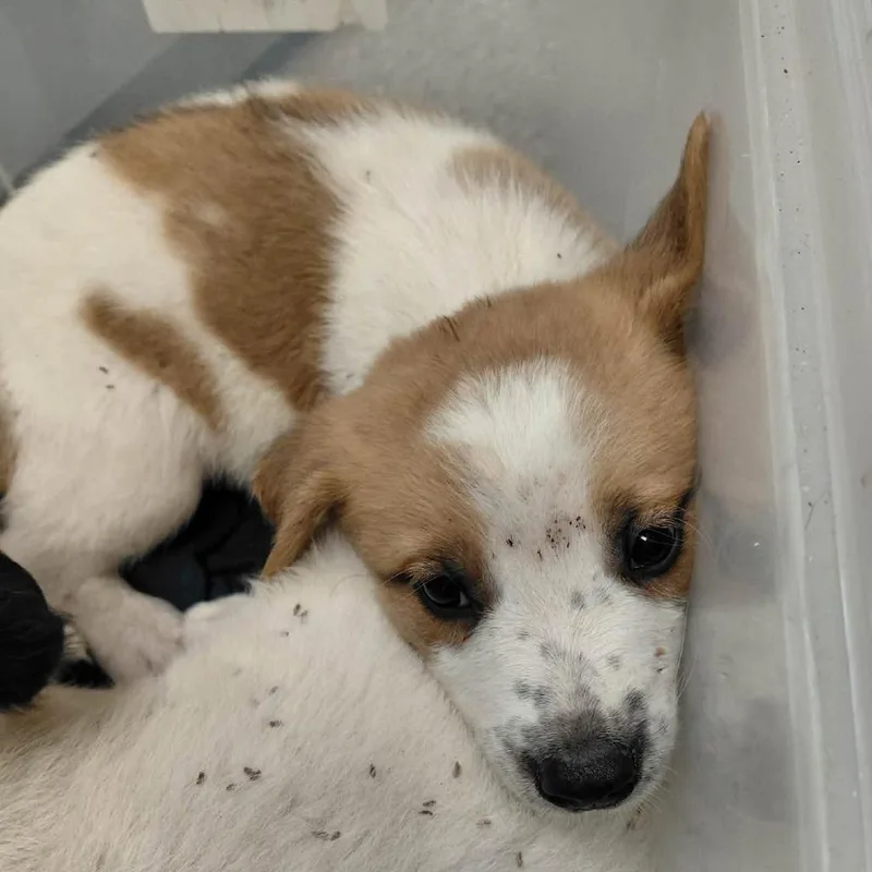 A baby medium-sized male White / Cream Mixed Breed dog named Charlie for adoption in Bastrop, TX
