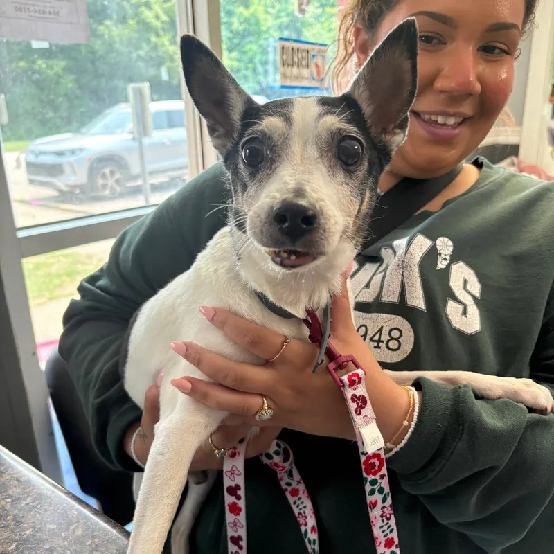A baby small-sized male White / Cream Mixed Breed dog named Walter Stray Hold for adoption in Huntington, WV
