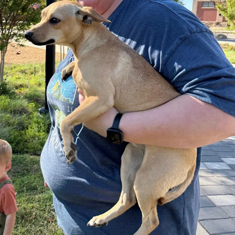 A young small-sized female Yellow / Tan / Blond / Fawn Chihuahua dog named Foxey for adoption in Asher, OK