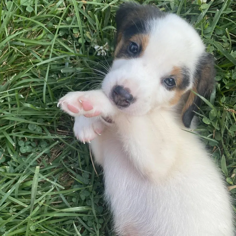 A baby medium-sized male White / Cream Hound dog named Chief for adoption in Fairfax Station, VA