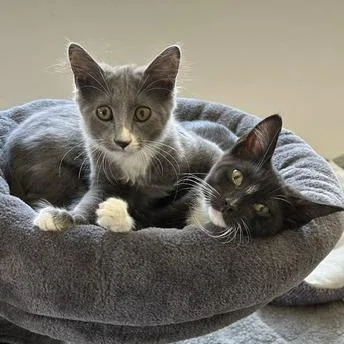 A baby small-sized female Black Domestic Short Hair cat named Cloud for adoption in Los Angeles, CA