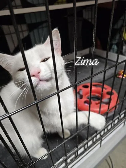 An adult medium-sized female Domestic Short Hair cat named Zima for adoption in Fairfax, VA
