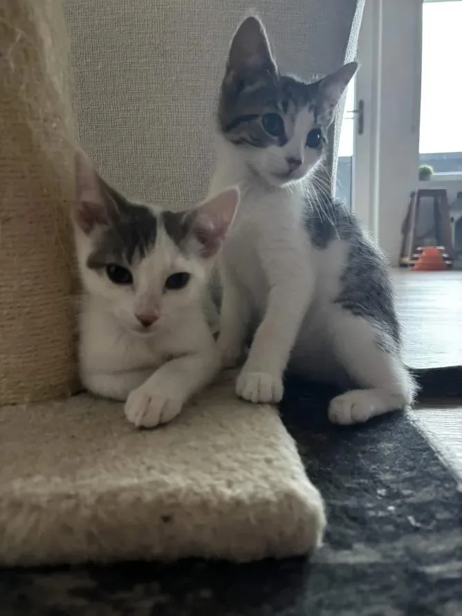 A baby small-sized male Tabby (Gray / Blue / Silver) Domestic Short Hair cat named Bravo for adoption in Weehawken, NJ