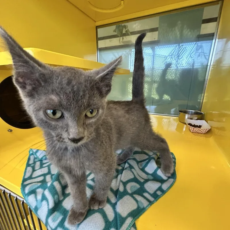 A young large-sized male Gray / Blue / Silver Domestic Short Hair cat named Erebus for adoption in Abilene, TX