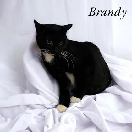 Brandy