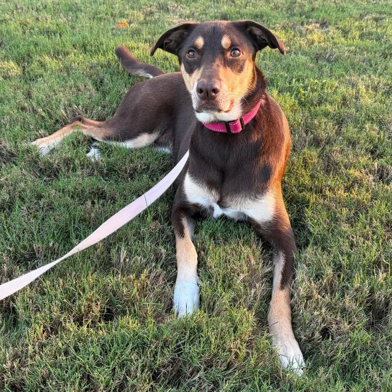 An adult medium-sized female Mixed Breed dog named Maple for adoption in Houston, TX