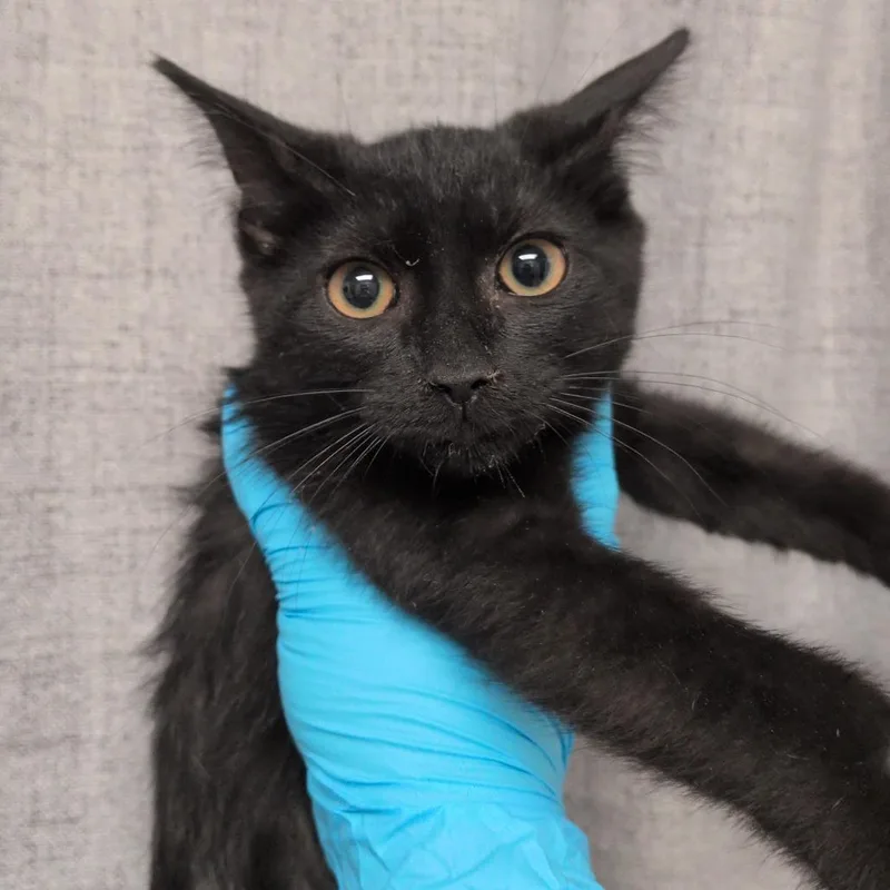 A baby small-sized female Black Domestic Short Hair cat named Wendy for adoption in Hattiesburg, MS