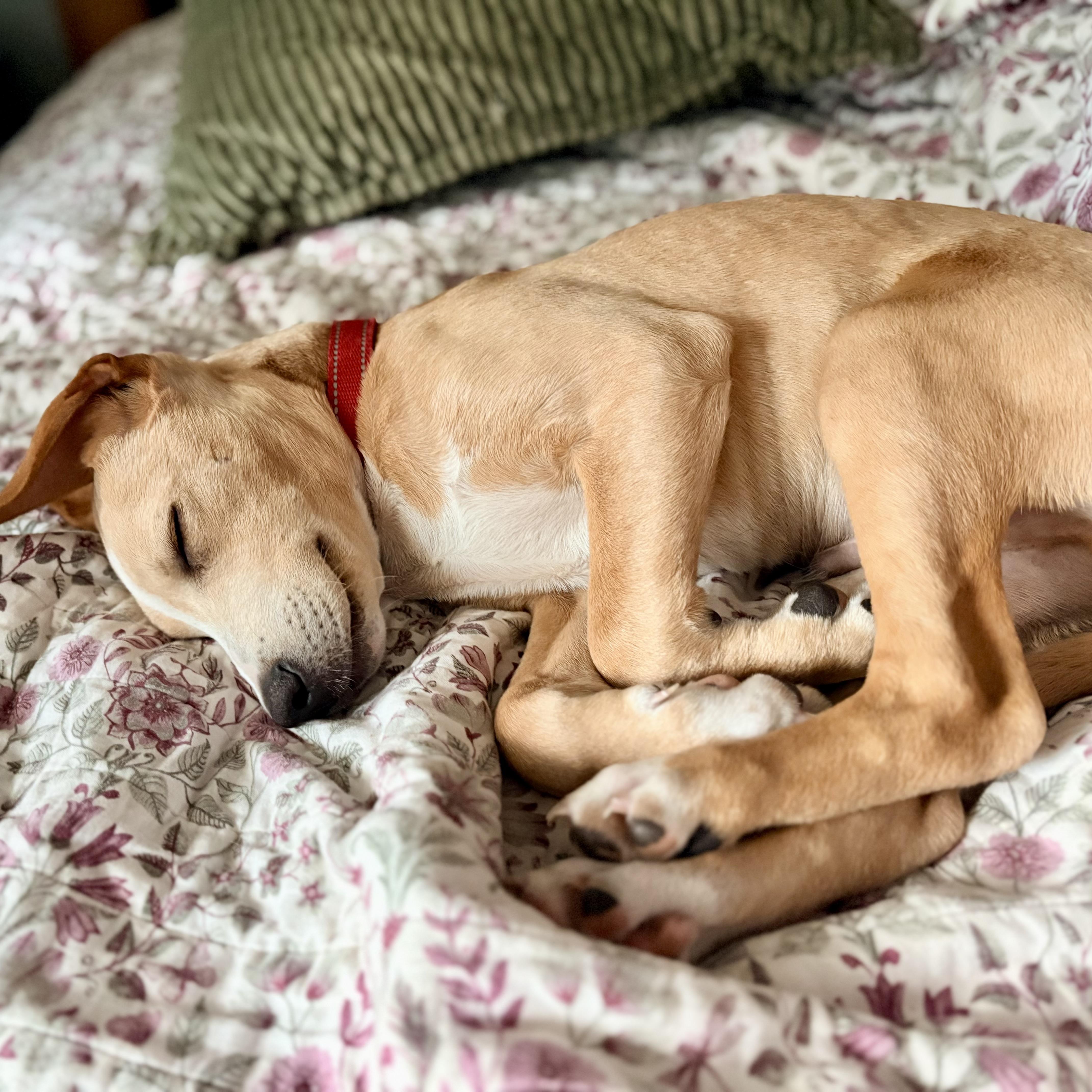 Rufus