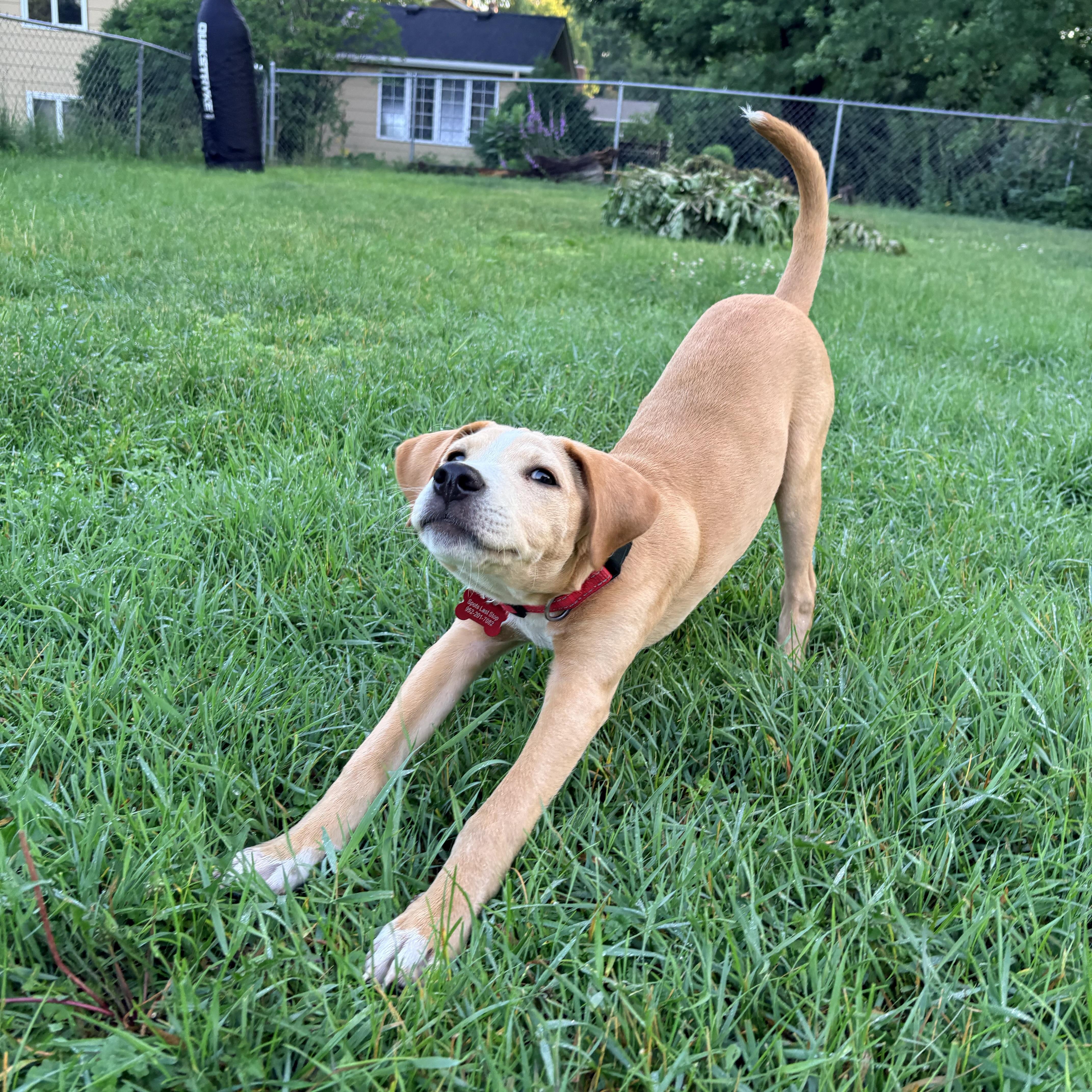 Rufus thumbnail 2