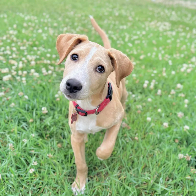 Rufus thumbnail 4