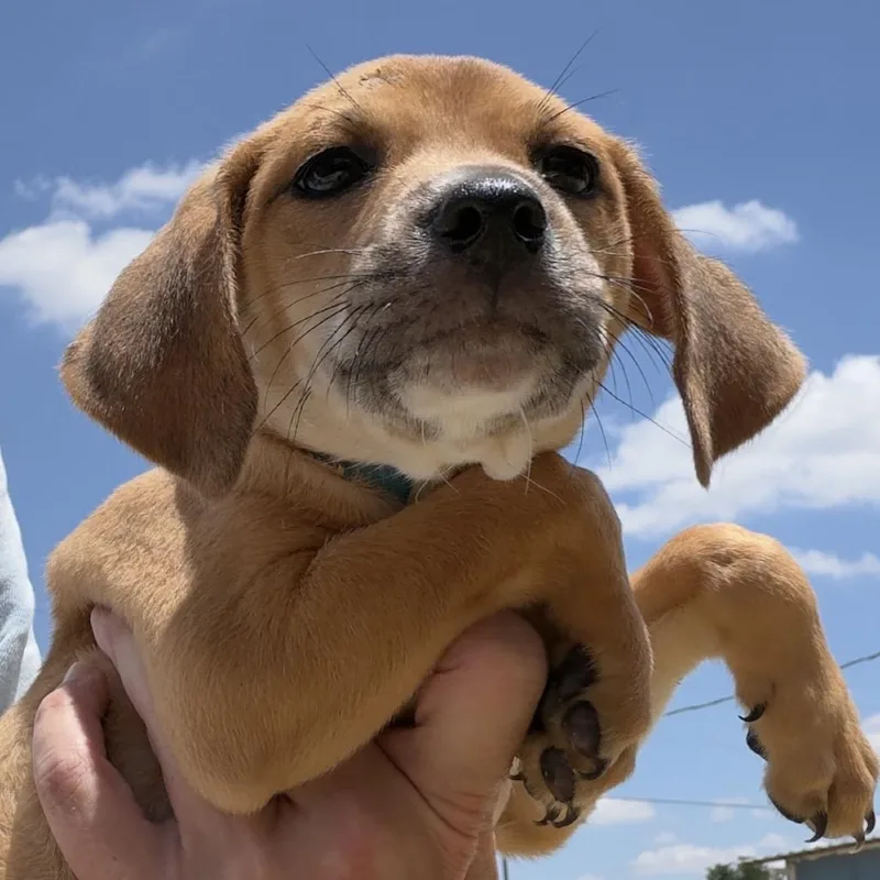 A baby medium-sized male Brown / Chocolate Mixed Breed dog named Martian for adoption in Leander, TX