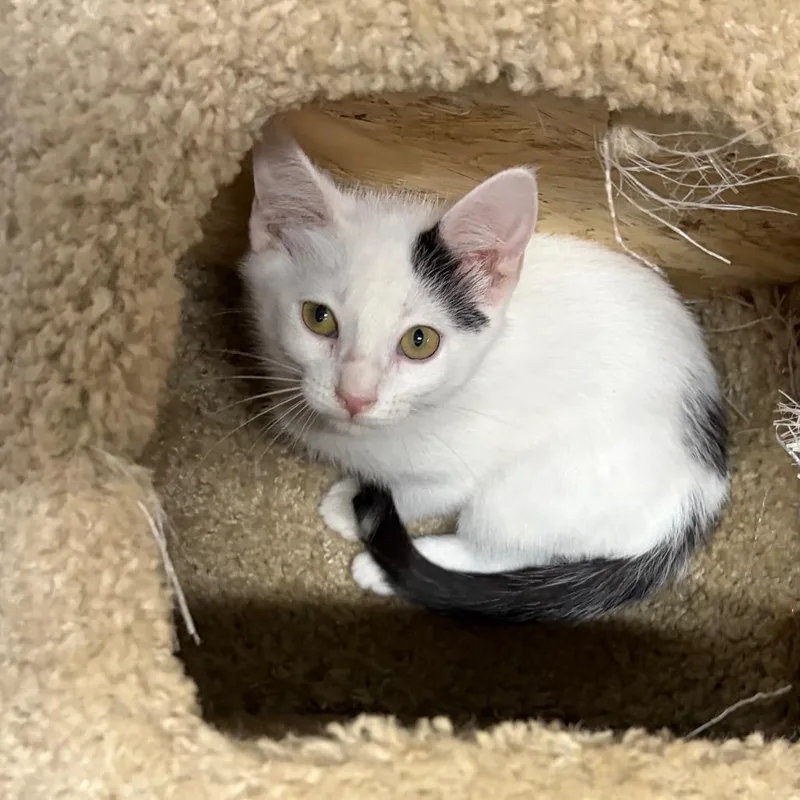 A baby small-sized female White Domestic Short Hair cat named Opal for adoption in West Point, MS
