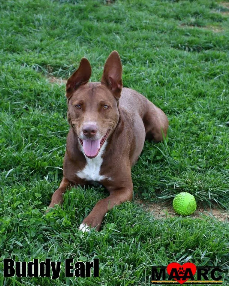 Buddy Earl thumbnail 3