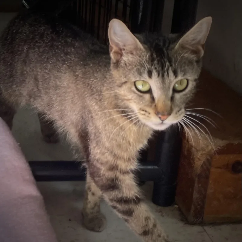 A young medium-sized female Tabby (Gray / Blue / Silver) Domestic Short Hair cat named Raisin for adoption in Monson, MA