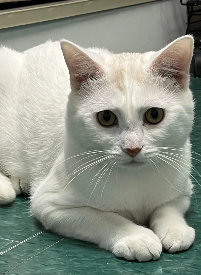 A young medium-sized male Domestic Short Hair cat named Crispin for adoption in Harrison, NY