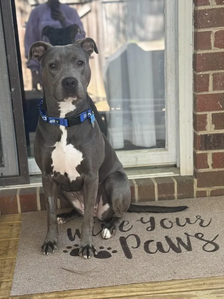 A young medium-sized female Pit Bull Terrier dog named Ziggy for adoption in Youngsville, NC